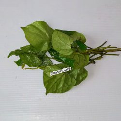 uziza leaf health benefits